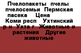 Пчелопакеты, пчелы, пчелосемьи (Пермская пасека) › Цена ­ 5 000 - Коми респ., Ухтинский р-н, Ухта г. Животные и растения » Другие животные   